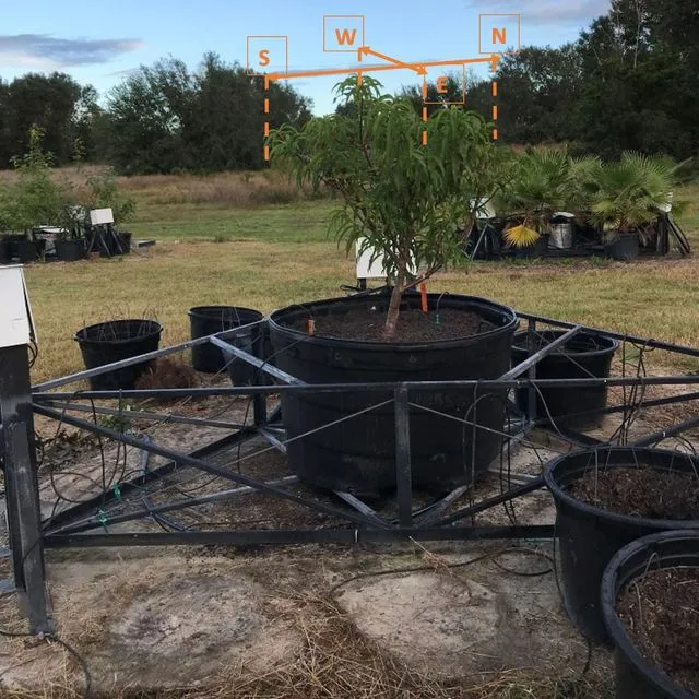 thumbnail for publication: A Practical Guide for Peach Irrigation Scheduling in Florida